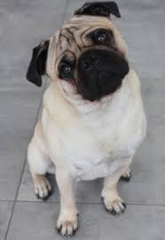 Ist ein zwei monate alter welpe beispielsweise 20 bis 28 zentimeter groß, dann wird sich dieser voraussichtlich zu einem. Mops Wikipedia
