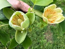 Leaves are deep green and turn a blazing golden yellow in fall. Liriodendron Tulipifera Tulip Poplar Tulip Tree Yellow Poplar Yellow Poplar North Carolina Extension Gardener Plant Toolbox