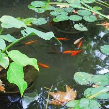 List Of Small Pond Fish Species Best Small Pond Fish Pond Informer