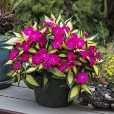 Image result for Impatiens keilii