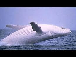 كتاب دراسات في فقه اللغة صبحي الصالح Pdf