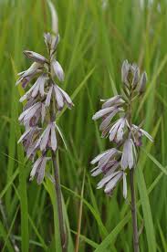 Image result for Eulophia dactylifera