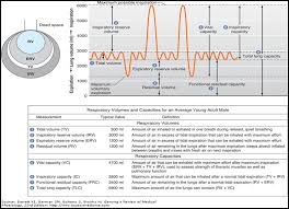 Image result for Lung Volume