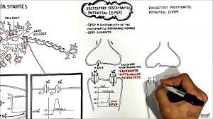 Lloyd, john eccles and rodolfo llinás in the 1950s and 1960s. Neuron Neuron Synapses Epsp Vs Ipsp Youtube