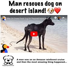 Man Rescues Stray Dog Of Desert Island In 2020 Rescue Dogs Dog Stories Dogs