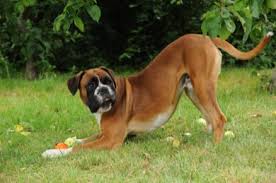 Certain dog breeds have their tails docked within a few days of being born to prevent injuries as they age, while some dog tails need to be docked due to unexpected injuries. Tail Docking In Dogs Good Pet Parent