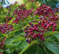 Image result for Clerodendrum silvanum