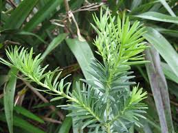 Image result for Kirkiaceae