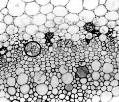 Check spelling or type a new query. The Transmission Electron Microscope Ccber