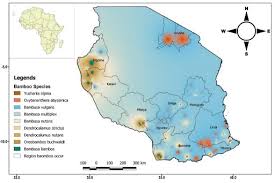 Image result for Oreobambos buchwaldii