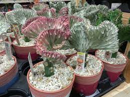 We did not find results for: Home Depot Is At It Again