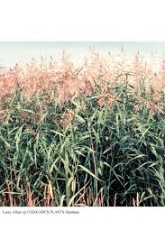 Image result for Phragmites mauritianus