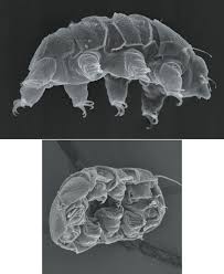 Learn what an electron microscope is, how electron microscopy works, and the differences the advantages of using an electron microscope over an optical microscope are much higher. Tardigrades American Scientist