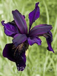 Pin On Blooms Iris Bias