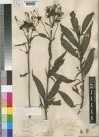 Image result for Pentas longiflora