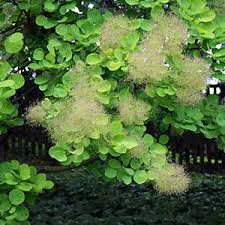 Image result for Trichoscypha lucens