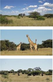 Image result for Acacia welwitschii