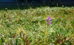 However, it must be clear that all types of orchids cannot be grown under one roof. Uk First As A Rare Orchid Suddenly Appears Growing On An Islington Council Rooftop