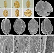 Image result for Englerodendron