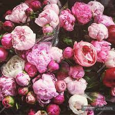 Close Up Of Bouquet Of Pink Peony Flowers Blossom Decoration Stock Photo 193524632