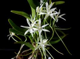 Image result for Angraecopsis amaniensis