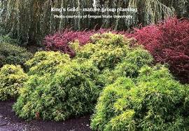 Check spelling or type a new query. King S Gold Cypress