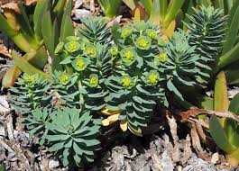 Image result for Acalypha segetalis