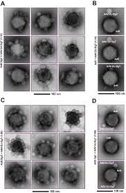 Image result for White 1998 AAV