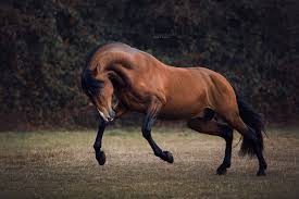 Professionelle Pferdefotografie Pferde Fotografie Pferdefotografie Schonste Pferde