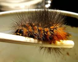 Black Haired Hairy Orange And Yellow Caterpillar Estigmene Acrea Houston Harris County Texas Black Hair Crustaceans Beautiful Butterflies