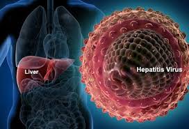 Orthohepadnavirus species hepatitis b virus. Hepatitis B Vaccine Symptoms Medication Testing Transmission