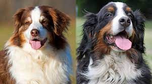 We have a litter of 7 australian shepherd bernese mountain puppies available to their forever homes on thursday june 8th! Australian Shepherd Vs Bernese Mountain Dog Differences Similarities