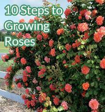 10 Steps To Growing Roses Growing Roses Rose Care Rose