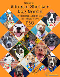 If you want a puppy but do not have the money to pay for one, you can consider adopting a rescue dog. October Is Adopt A Shelter Dog Month Lucas County Canine Care Control