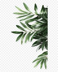 Click to view uploads for nelsonbro. Download Mq Green Leaf Leaves Border Borders Olive Leaves Png Leaves Png Free Transparent Png Images Pngaaa Com