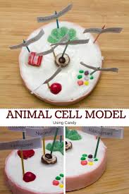 Dec 13, 2016 · 3. How To Make An Animal Cell Model Using Candy My Little Me Best Baby Gear Reviews And Parent Survival Guide
