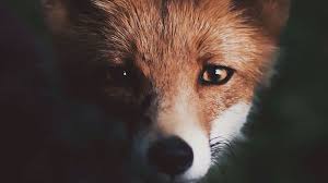 Sachtext tiere klasse 6 / klassenarbeit sachtexte klasse 6 | unterrichtsmaterial. Natur Tiere Geolino