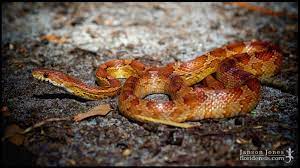 Snakes Floridensis Snake Rat Snake Red Rat