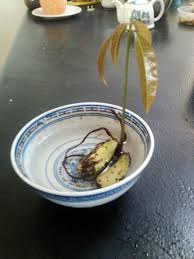 Use as big a pot as possible, i use a 20×20 inch pot. How To Grow Your Own Mango Plant Permacultured Mango Plant Growing Mango From Seed How To Grow Mango