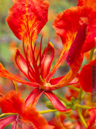 Image result for Caesalpinia rostrata