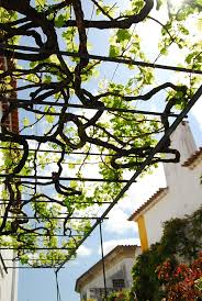 Image result for pruning grapes on a pergola