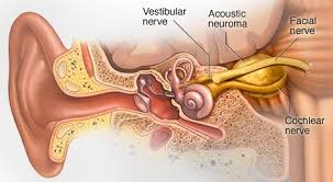 Inner ear malformations are a result of a defect in development and typically occur in the first trimester of pregnancy, during the formation of the membranous labyrinth. 2 Illustration Showing The Dierent Parts Of The Ear Inner Ear Middle Download Scientific Diagram