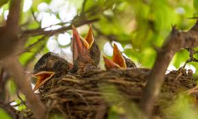 It's to some young birds' advantage to leave the nest as soon as they can. What To Do With An Injured Or Orphaned Bird Audubon New York