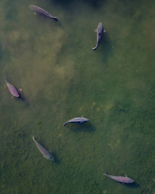 Understanding Carp Behaviour by Season: A Guide to Year-Round Success - DNA  Baits