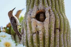 They have defined roles that ensure this means that prairie dog feeds on plants. Gila Woodpeckers And Saguaro Cactus Illustrating Neighborliness Lee S Birdwatching Adventures Plus