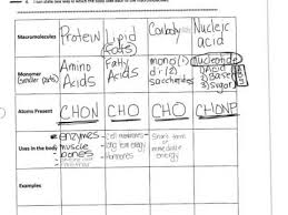 macromolecule monomer polymer chart proteins