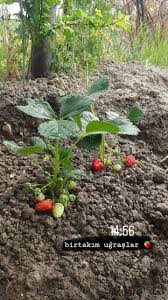 Strawberry Story Fakestory Instagram Fotografcilik Egitimleri Fotografcilik