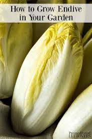 This Complete Guide On How To Grow Endive Will Teach You How To Start Endive Seeds Plant Seedlings H Container Gardening Vegetables Endive Organic Vegetables