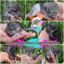 Ultimate chinchilla care chinchillas as pets the must have guide for anyone passionate about owning a chinchilla. Chinchillas For Sale