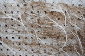 Check spelling or type a new query. Pythium Root Rot On Hydroponically Grown Basil And Spinach Produce Grower